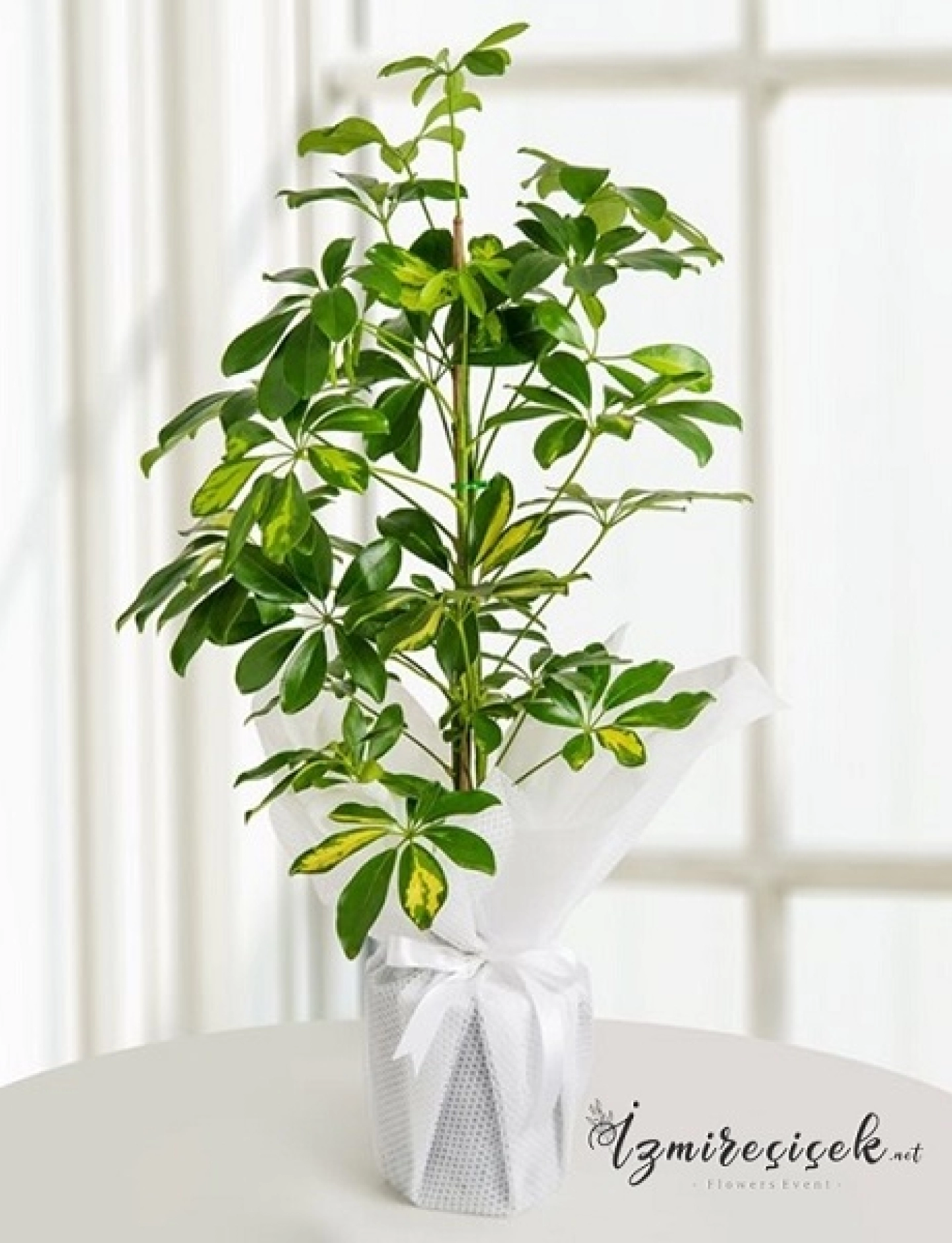 şeflera saksı çiçeği