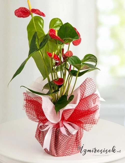 Antoryum saksı çiçeği 